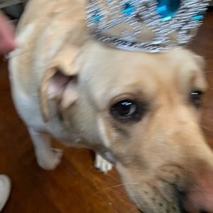 Meet your Posher, Paige